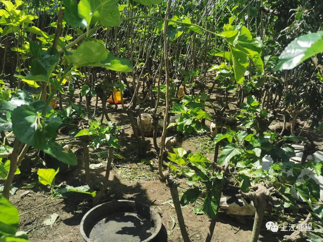 1637113694261037355.jpg 4.jpg