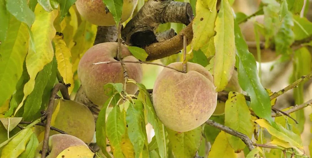 1638754170370082794.jpg 4.jpg