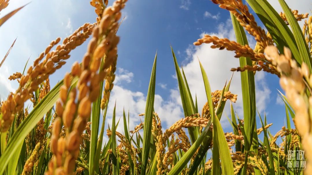 1672037174497001140.jpg 5.jpg