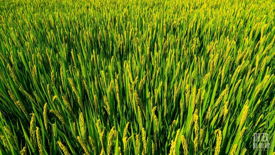 1672037224183038631.jpg 7.jpg