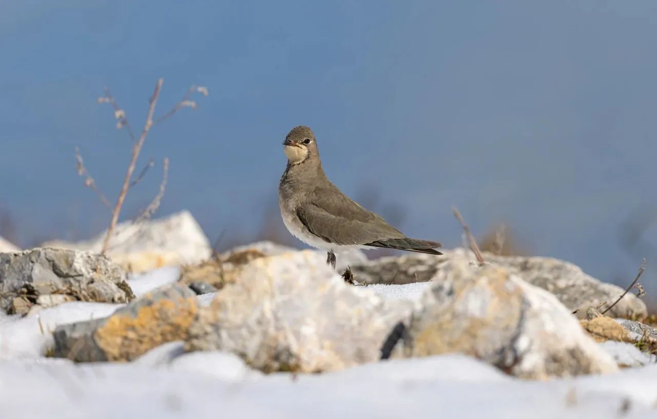 1700621383368033894.jpg 1.jpg