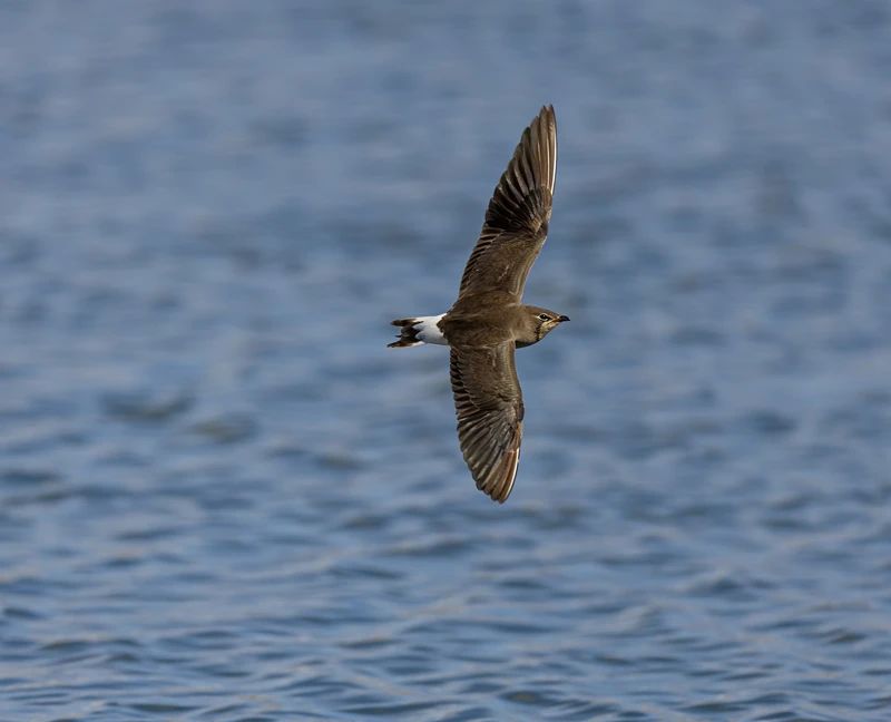 1700621409530093648.jpg 2.jpg