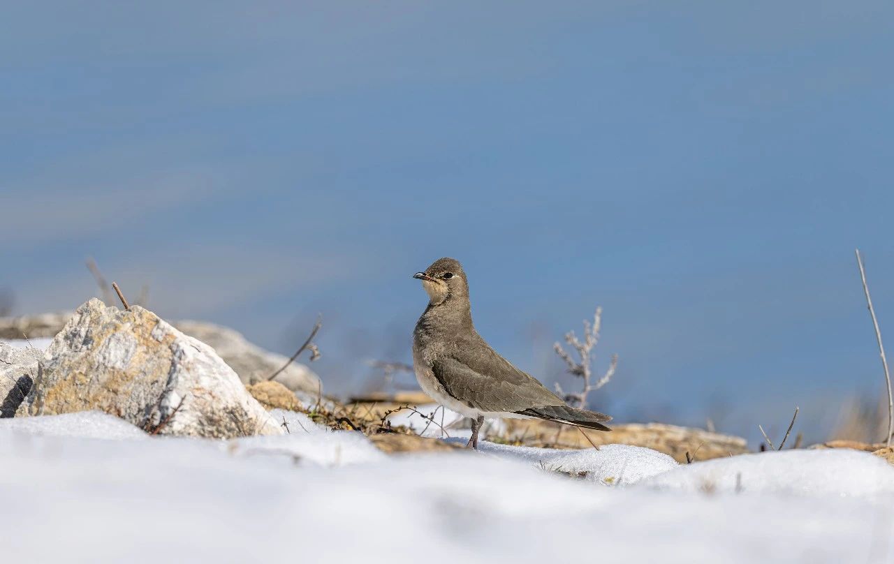 1700621431806010365.jpg 3.jpg