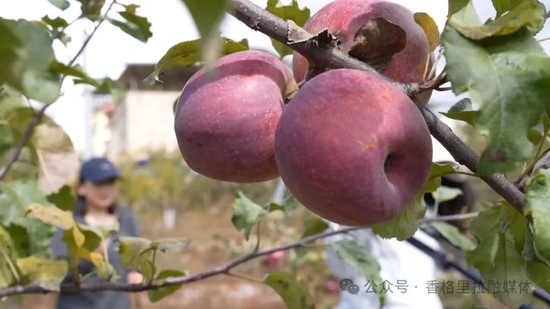 1730250928196034500.jpg 微信图片_20241030092158.jpg