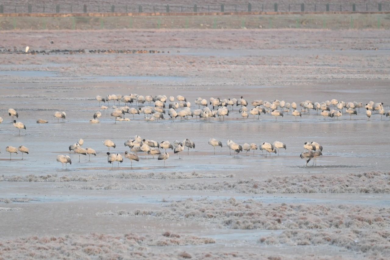 1737686988998054770.jpg 微信图片_20250124105709.jpg