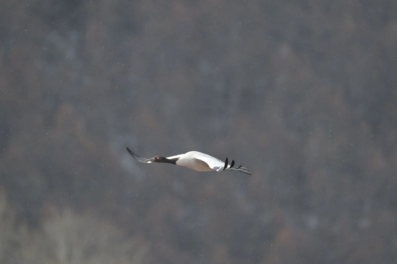 1737687016387044712.jpg 微信图片_20250124105736.jpg