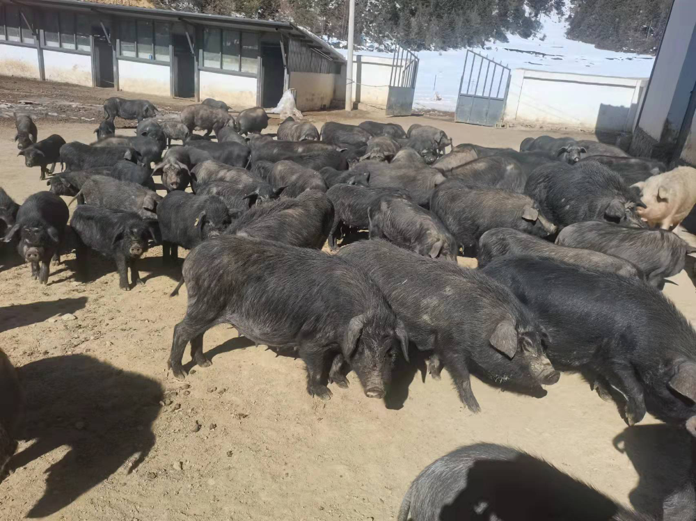 1645171251522095333.png 0902.png