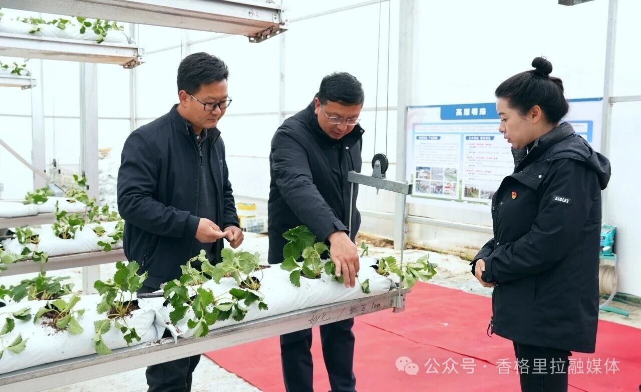 黄龙新调研小中甸镇、虎跳峡镇产业发展、农村集体“三资”管理等工作